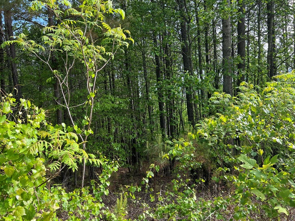Lot 25 Loftis Mountain, Blairsville GA 30512 - Photo