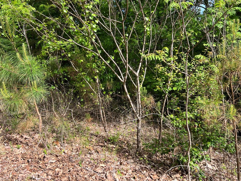 Lot 25 Loftis Mountain, Blairsville GA 30512 - Photo