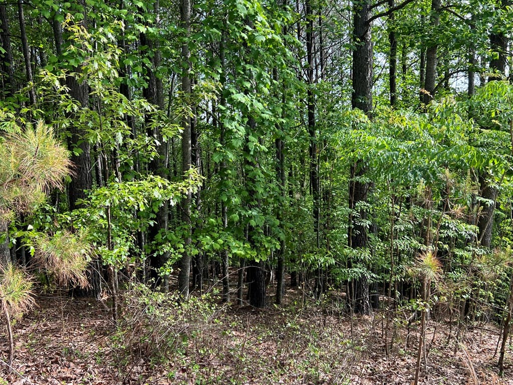 Lot 25 Loftis Mountain, Blairsville GA 30512 - Photo