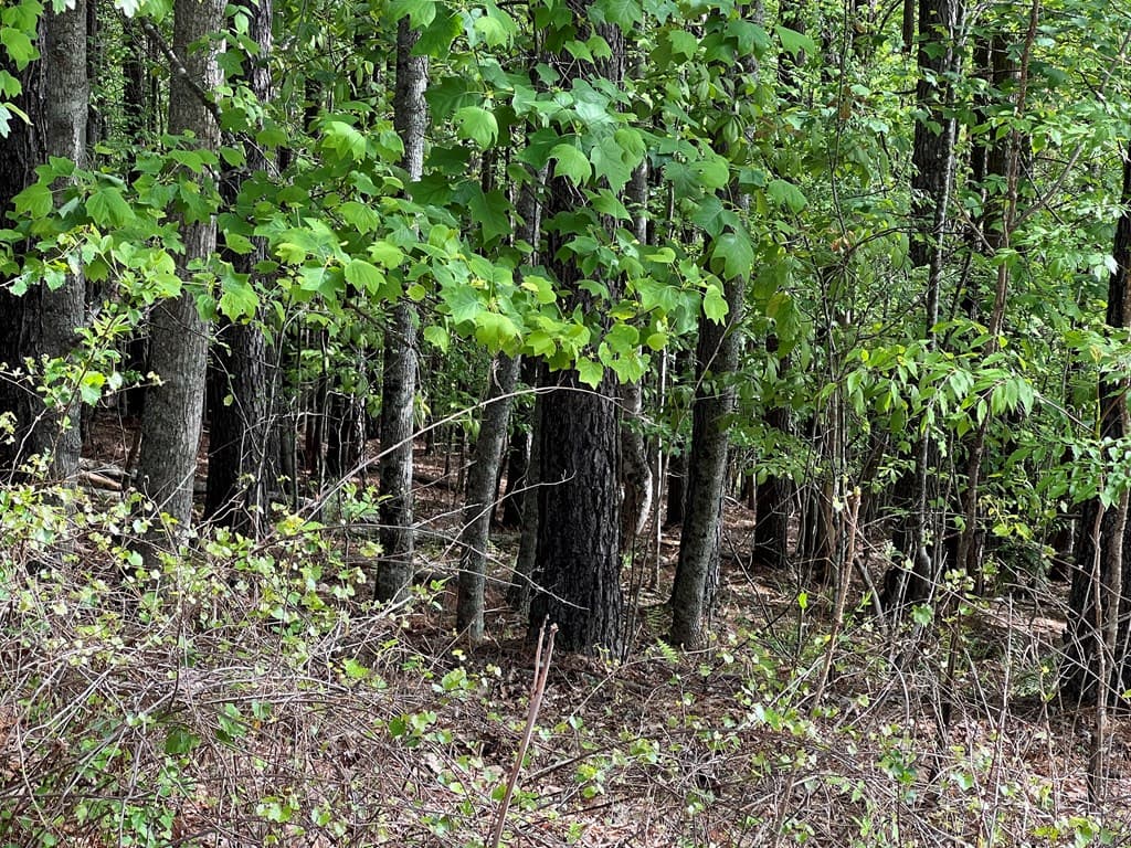 Lot 25 Loftis Mountain, Blairsville GA 30512 - Photo