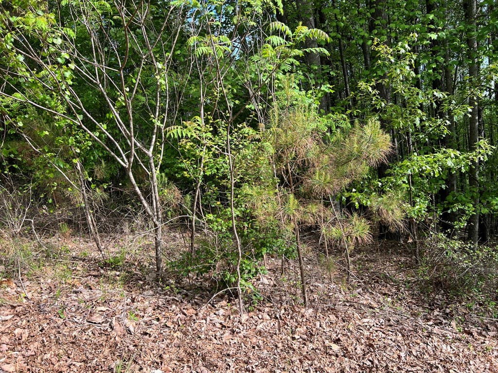 Lot 25 Loftis Mountain, Blairsville GA 30512 - Photo