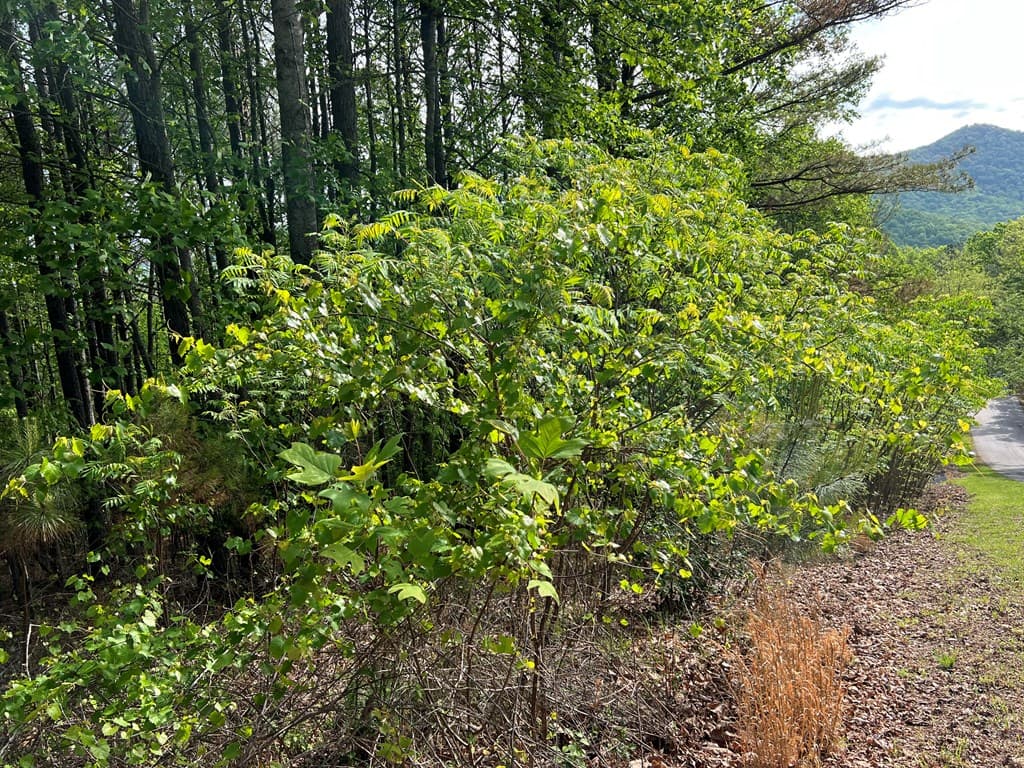 Lot 25 Loftis Mountain, Blairsville GA 30512 - Photo