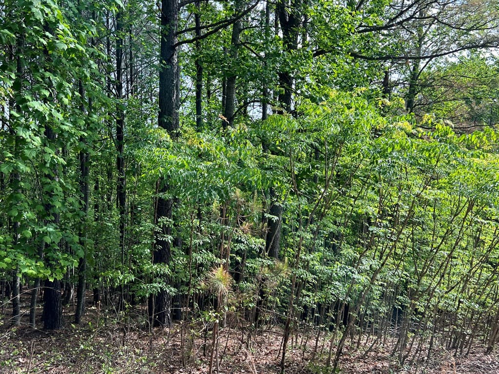 Lot 25 Loftis Mountain, Blairsville GA 30512 - Photo