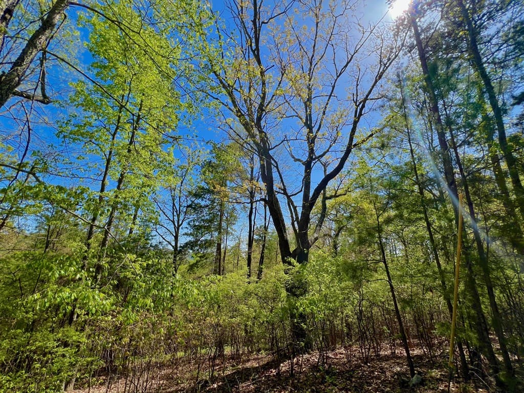 694 Railey Ridge, Ranger GA 30734 - Photo