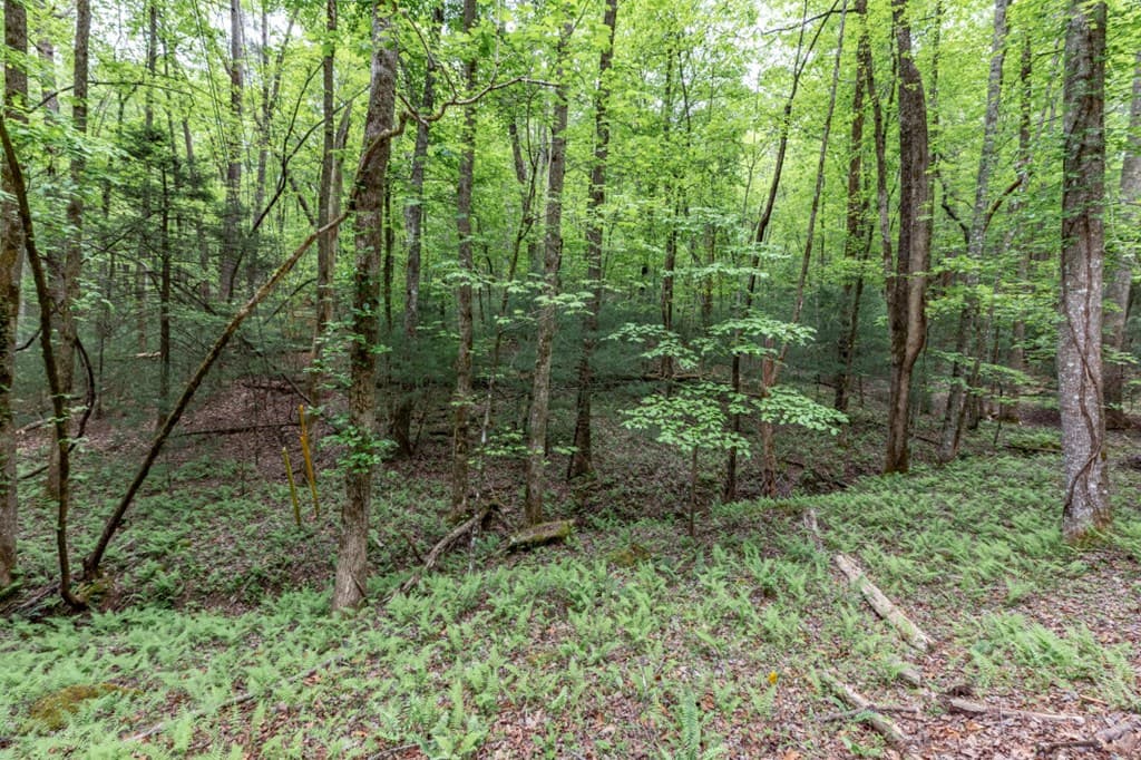Lot 17 Lower Gap Road, Sautee Nacoochee GA 30571 - Photo