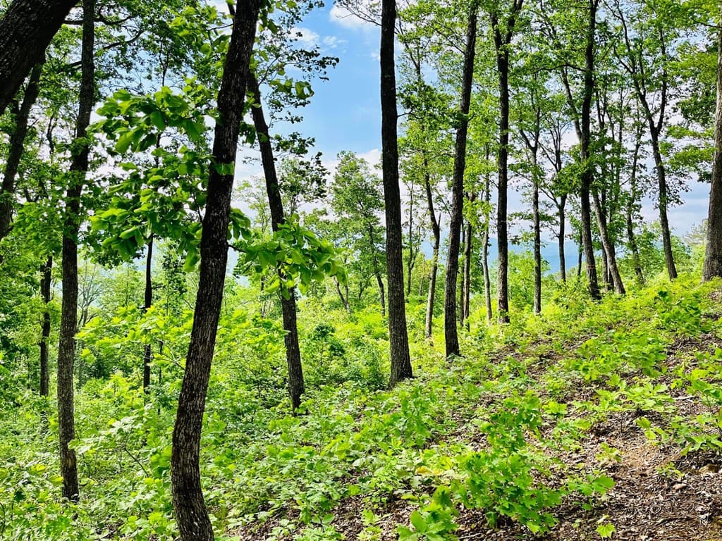 Lot 103 Highland Park, Blairsville GA 30512 - Photo