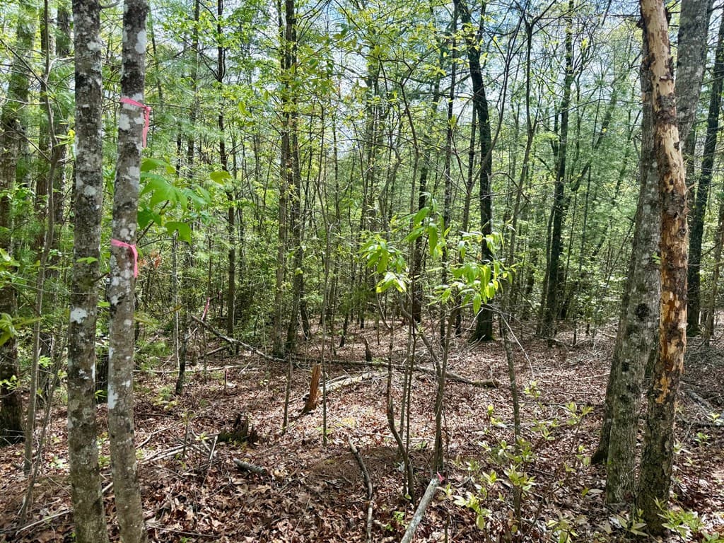 59 Rainy Farm Road, Murphy NC 28906 - Photo