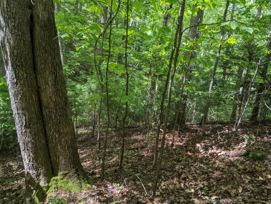 TBD Heritage Trail, Brasstown NC 28902 - Photo
