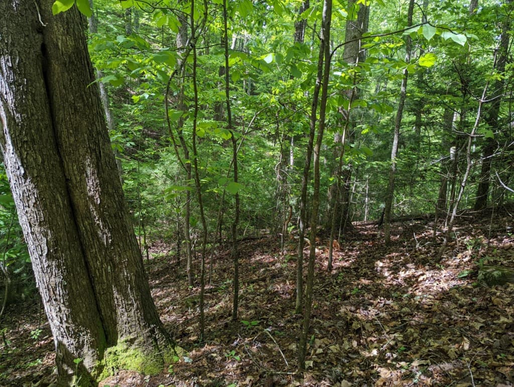 TBD Heritage Trail, Brasstown NC 28902 - Photo