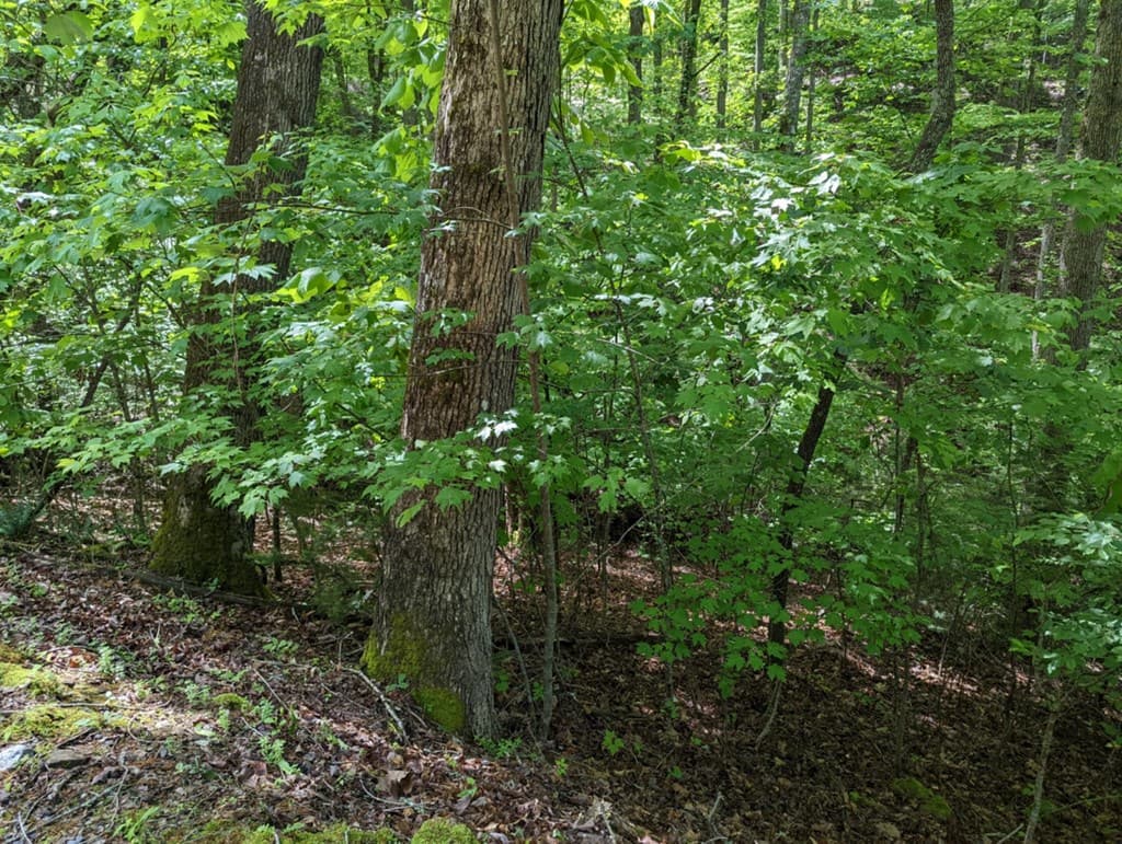 TBD Heritage Trail, Brasstown NC 28902 - Photo