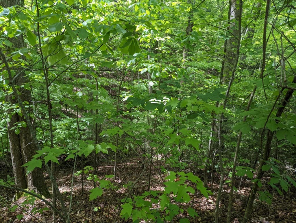 TBD Heritage Trail, Brasstown NC 28902 - Photo