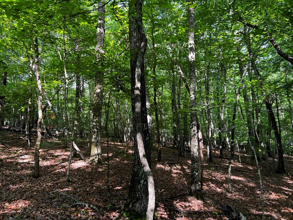 3.52 AC Payne Way, Blairsville GA 30512 - Photo