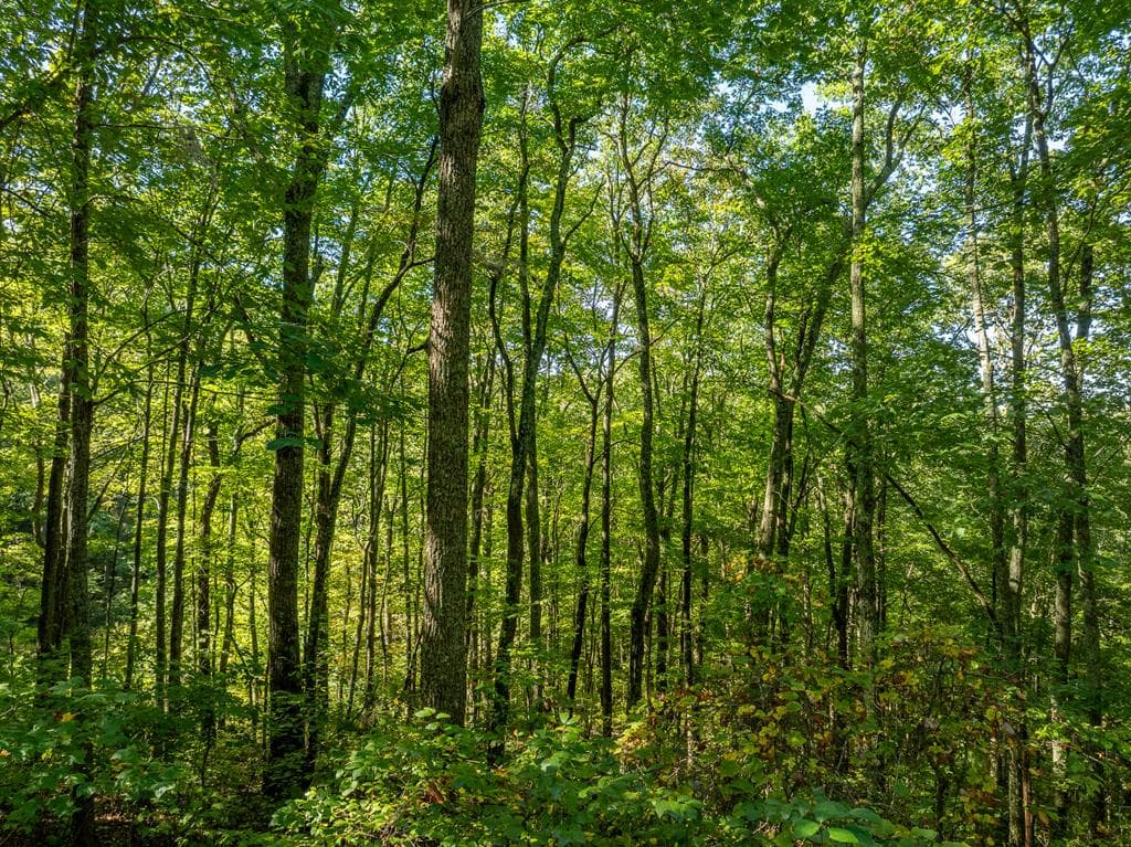 Lot 4 Wilderness Way, Ellijay GA 30536 - Photo