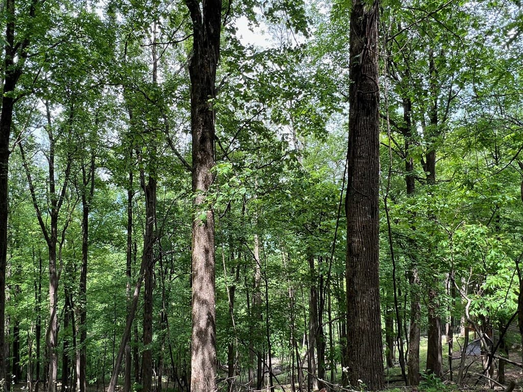 M163 Walnut Ridge, Ellijay GA 30336 - Photo