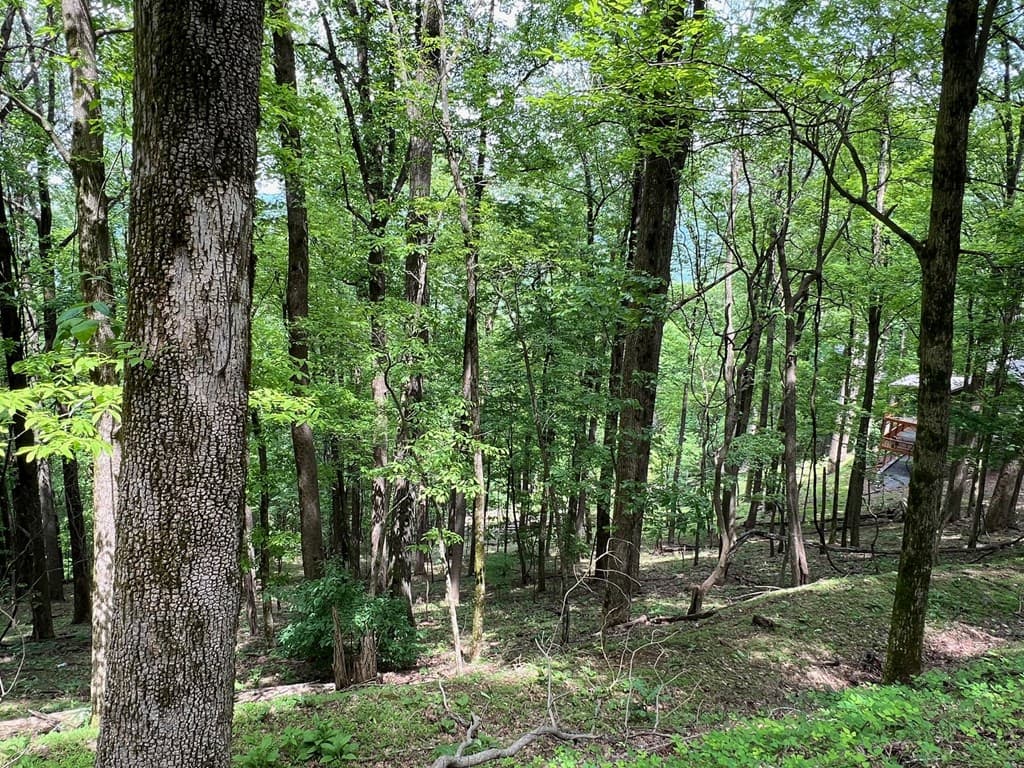 M163 Walnut Ridge, Ellijay GA 30336 - Photo