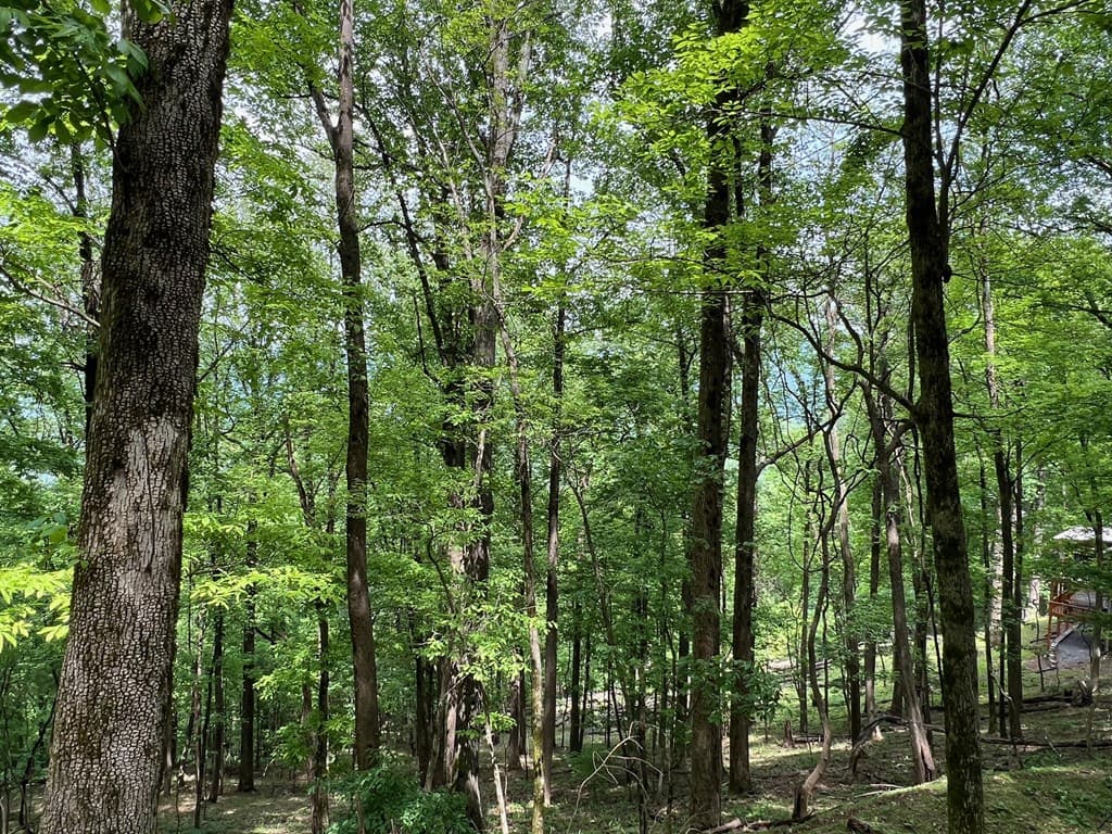 M163 Walnut Ridge, Ellijay GA 30336 - Photo