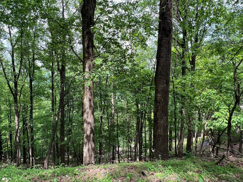 M163 Walnut Ridge, Ellijay GA 30336 - Photo