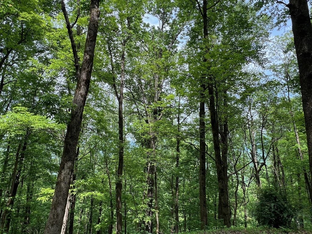M163 Walnut Ridge, Ellijay GA 30336 - Photo