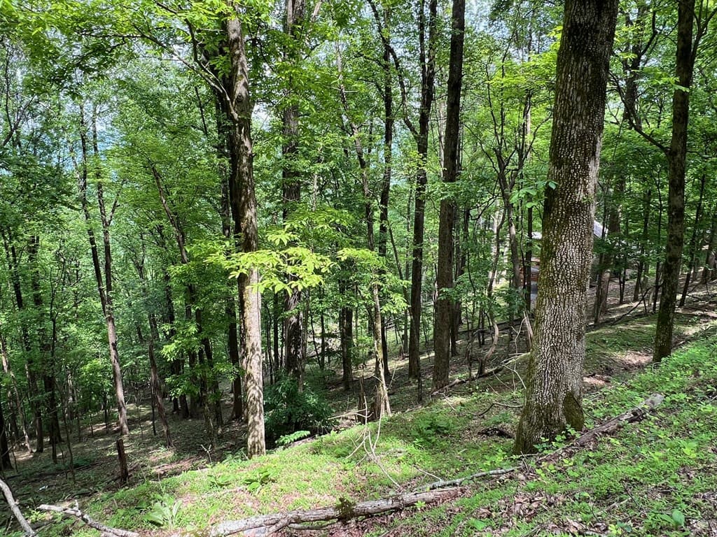 M163 Walnut Ridge, Ellijay GA 30336 - Photo