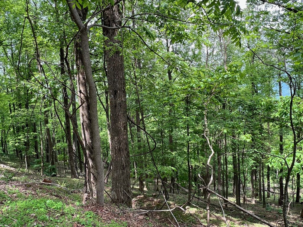 M163 Walnut Ridge, Ellijay GA 30336 - Photo