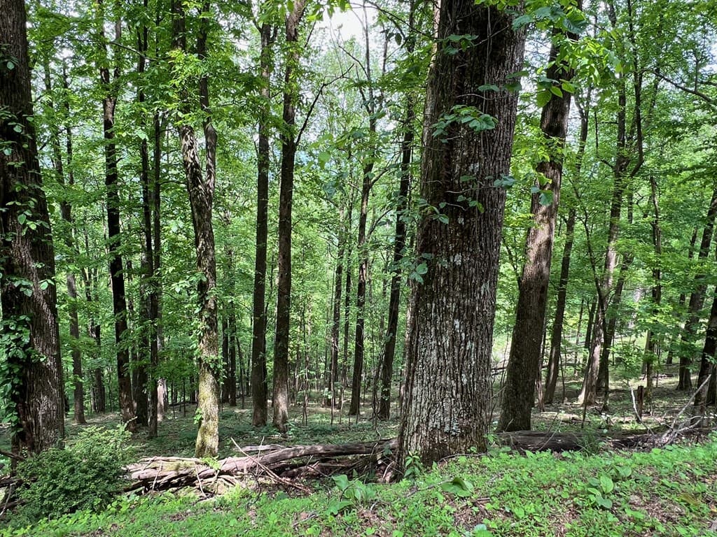 M164 Walnut Ridge, Ellijay GA 30336 - Photo