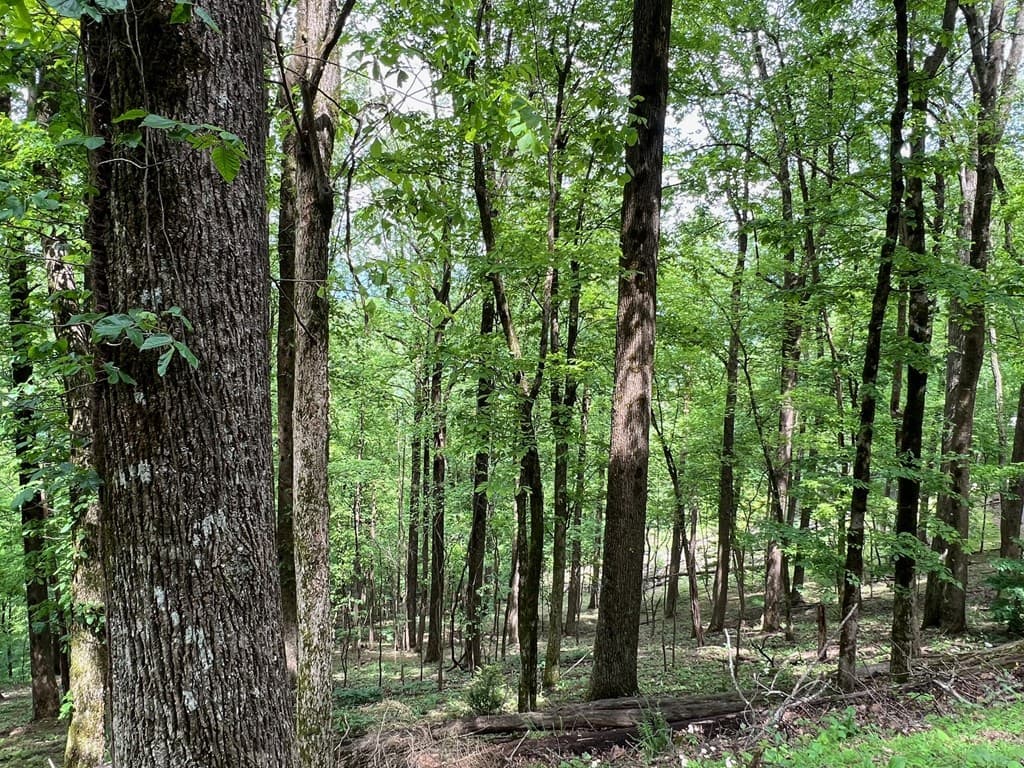 M164 Walnut Ridge, Ellijay GA 30336 - Photo