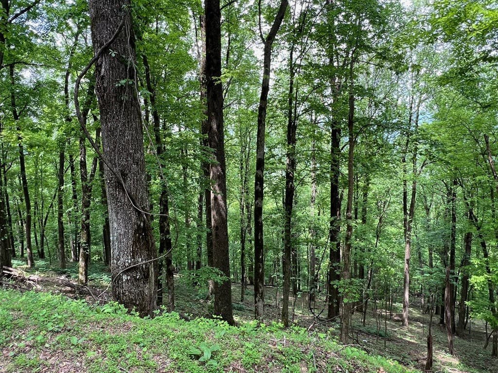 M164 Walnut Ridge, Ellijay GA 30336 - Photo