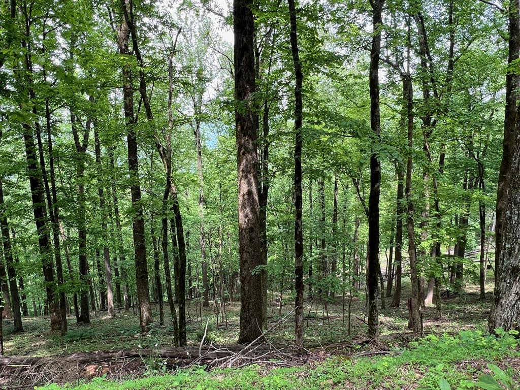 M164 Walnut Ridge, Ellijay GA 30336 - Photo