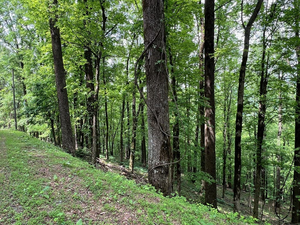 M164 Walnut Ridge, Ellijay GA 30336 - Photo