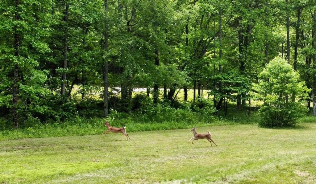 Tract 1 Timber Ridge Road, Blairsville GA 30512 - Photo