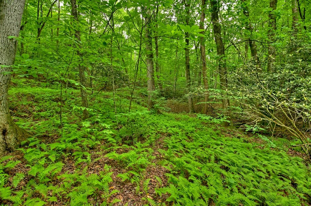 Lot 68 Riverwalk On The Toc, Mineral Bluff GA 30559 - Photo
