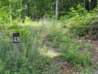 43 Tusquittee Crossing, Hayesville NC 28904 - Photo