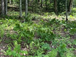 43 Tusquittee Crossing, Hayesville NC 28904 - Photo