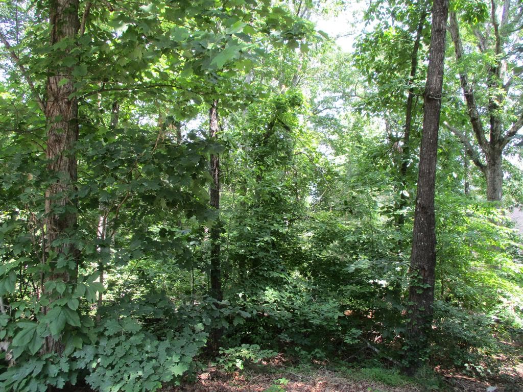 74A Licklog Ridge, Hayesville NC 28904 - Primary photo