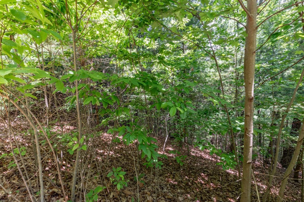 Lot 6 Wild Turkey, Young Harris GA 30582 - Photo