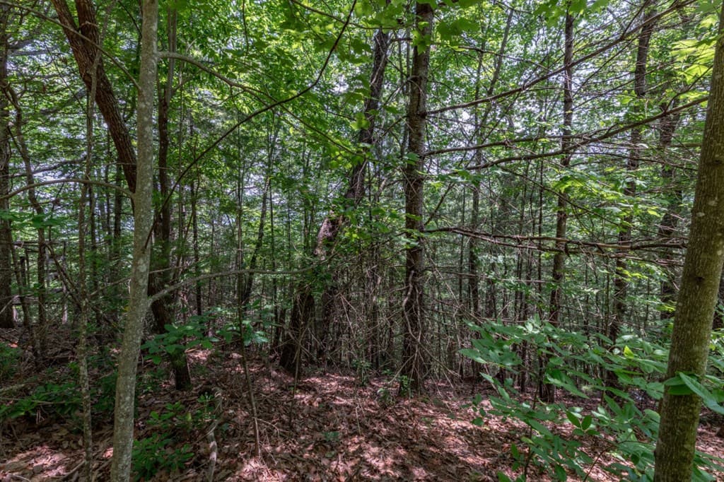 Lot 6 Wild Turkey, Young Harris GA 30582 - Photo