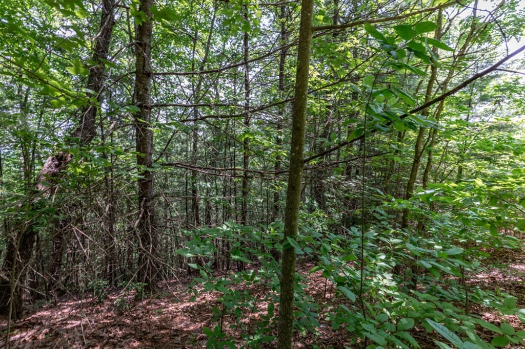 Lot 6 Wild Turkey, Young Harris GA 30582 - Photo