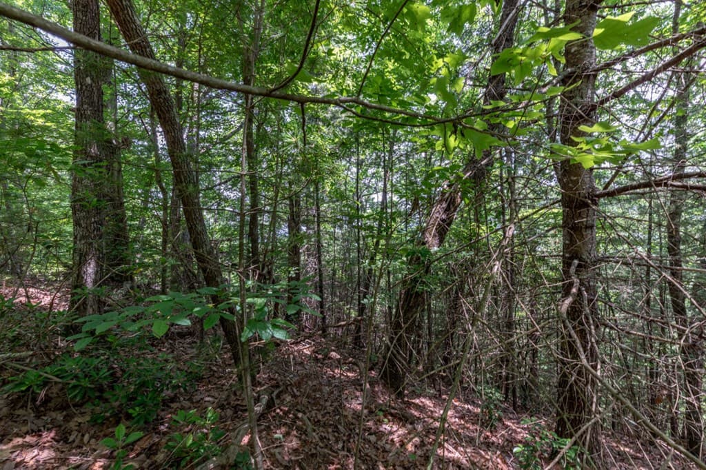 Lot 6 Wild Turkey, Young Harris GA 30582 - Photo