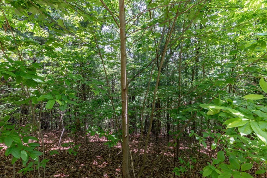 Lot 6 Wild Turkey, Young Harris GA 30582 - Photo