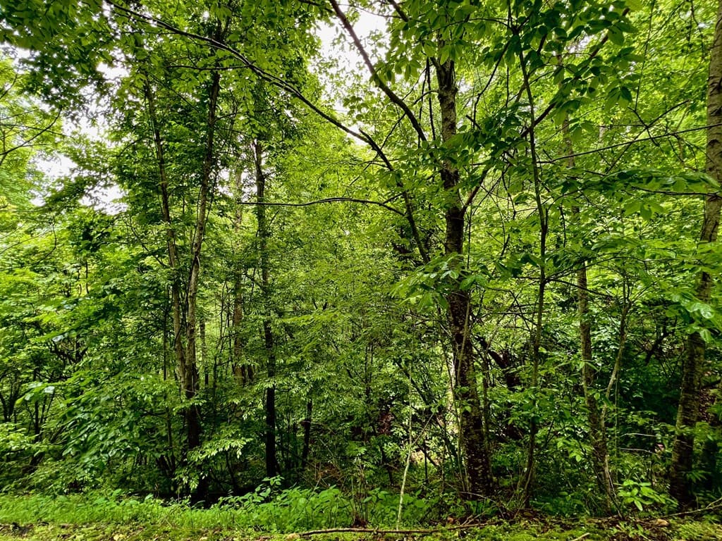 8 Black Bear Trail, Hiawassee GA 30548 - Photo