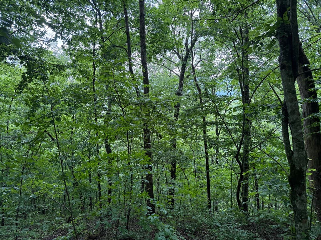 8 Black Bear Trail, Hiawassee GA 30548 - Photo