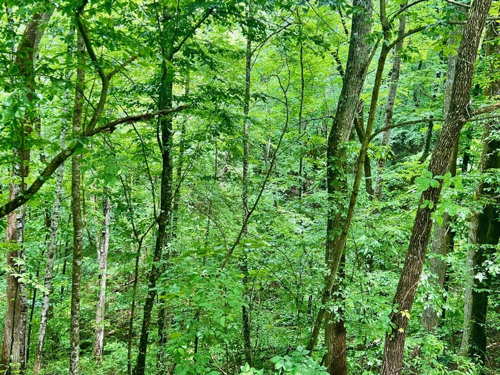 8 Black Bear Trail, Hiawassee GA 30548 - Photo
