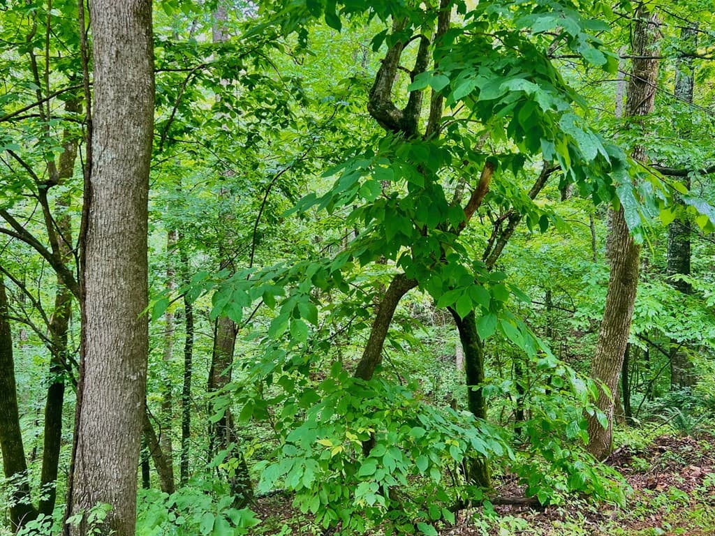 8 Black Bear Trail, Hiawassee GA 30548 - Photo