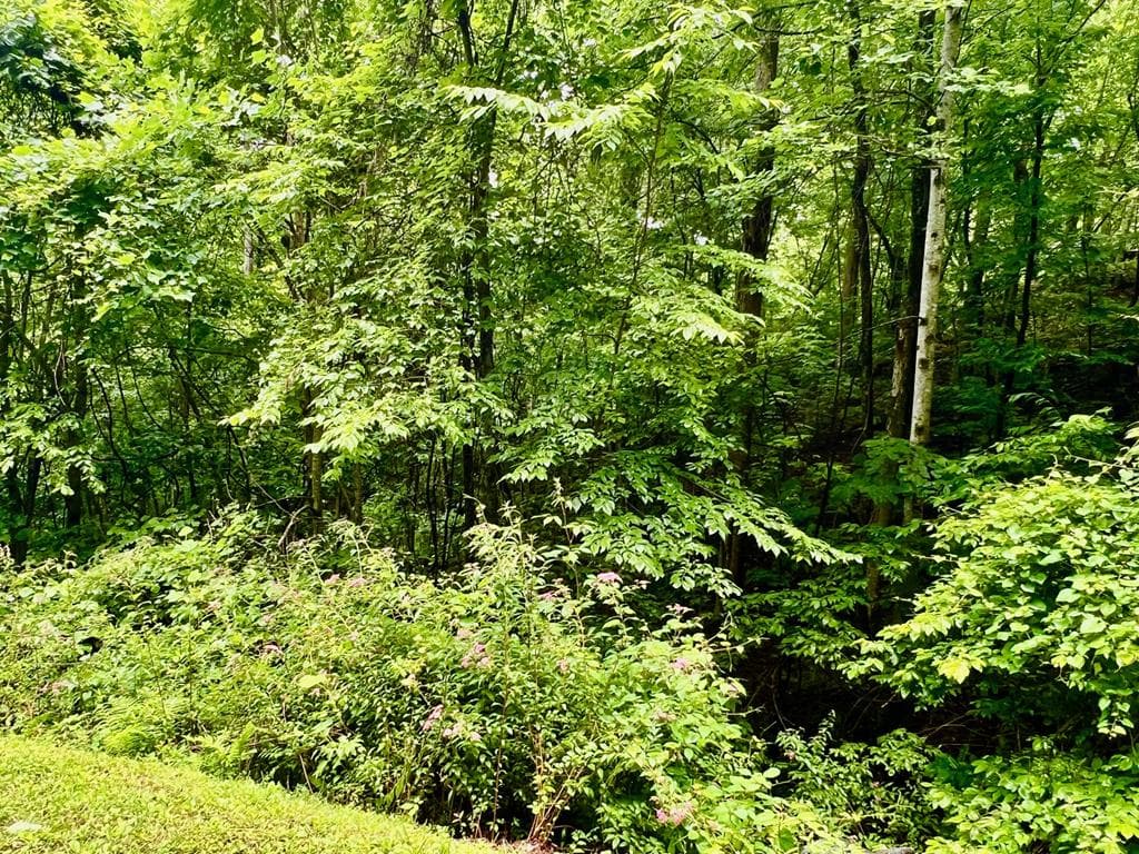 8 Black Bear Trail, Hiawassee GA 30548 - Primary photo