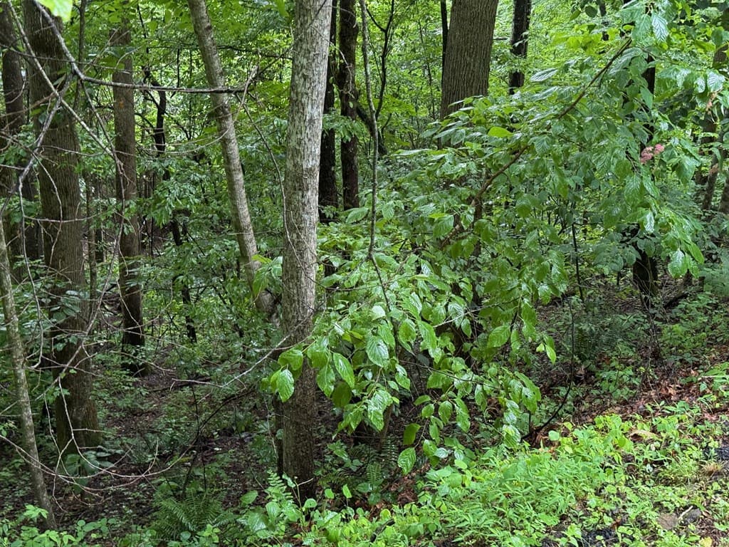 8 Black Bear Trail, Hiawassee GA 30548 - Photo