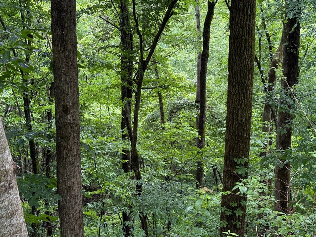 8 Black Bear Trail, Hiawassee GA 30548 - Photo
