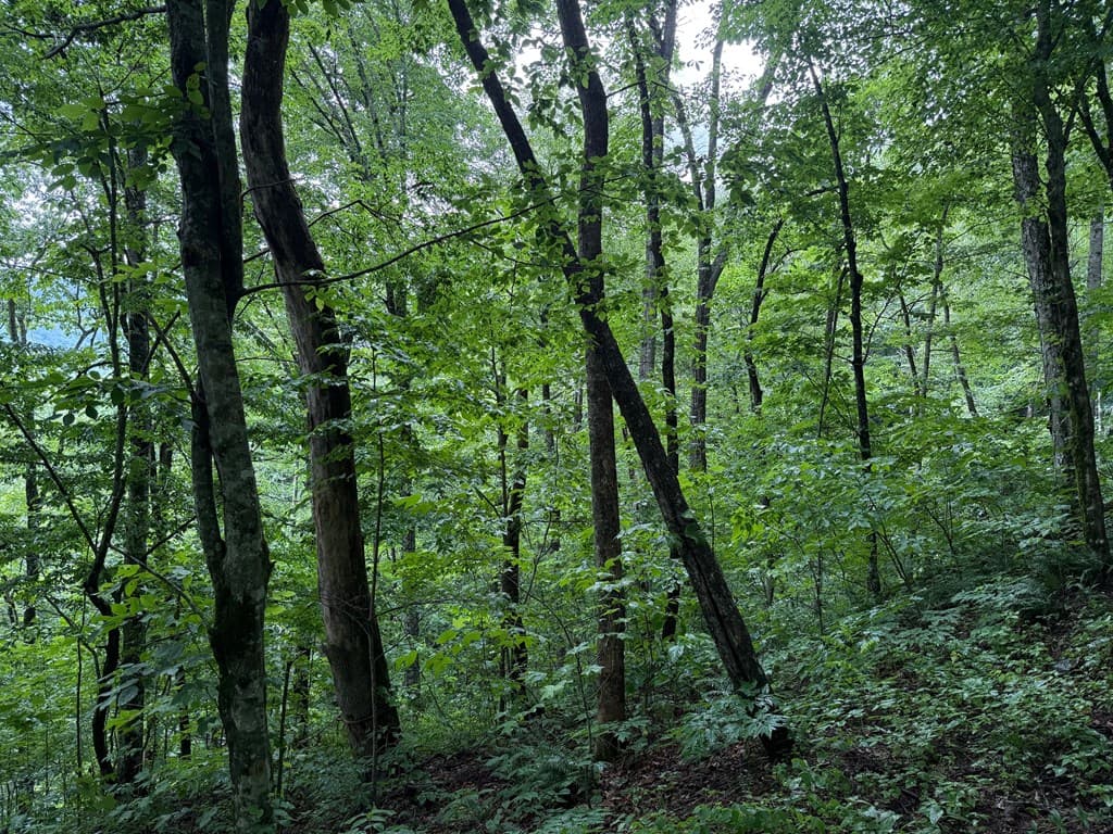 8 Black Bear Trail, Hiawassee GA 30548 - Photo
