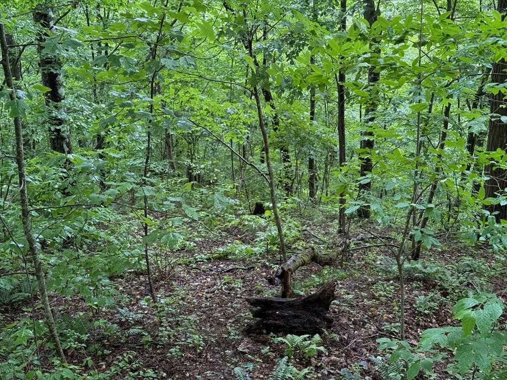 8 Black Bear Trail, Hiawassee GA 30548 - Photo