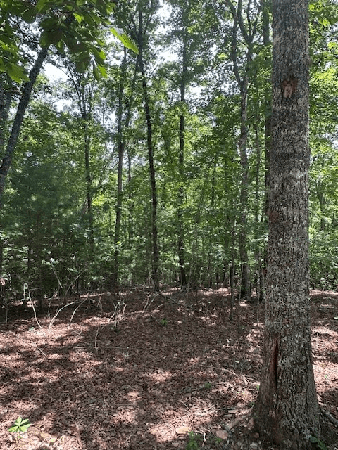Lot 208 Boulder Creek Road, Murphy NC 28906 - Photo