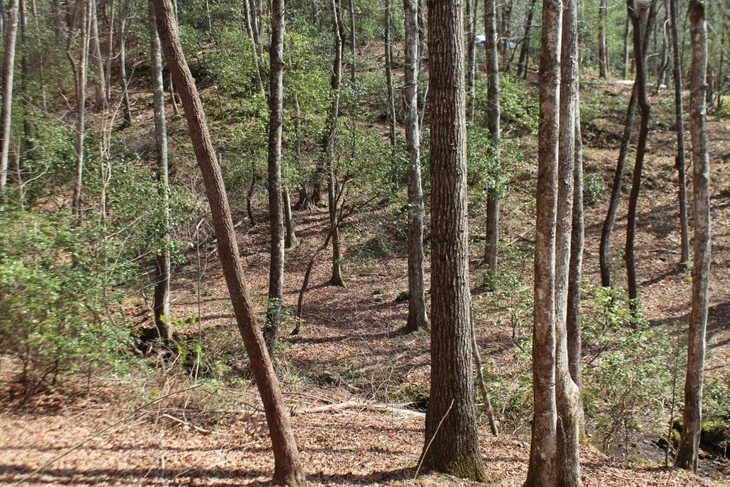 Lot 25 N Shelton Springs Drive, Hayesville NC 28904 - Photo